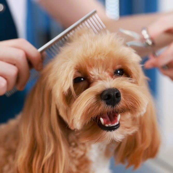 Nadine, professional dog groomer at Bark to the Future