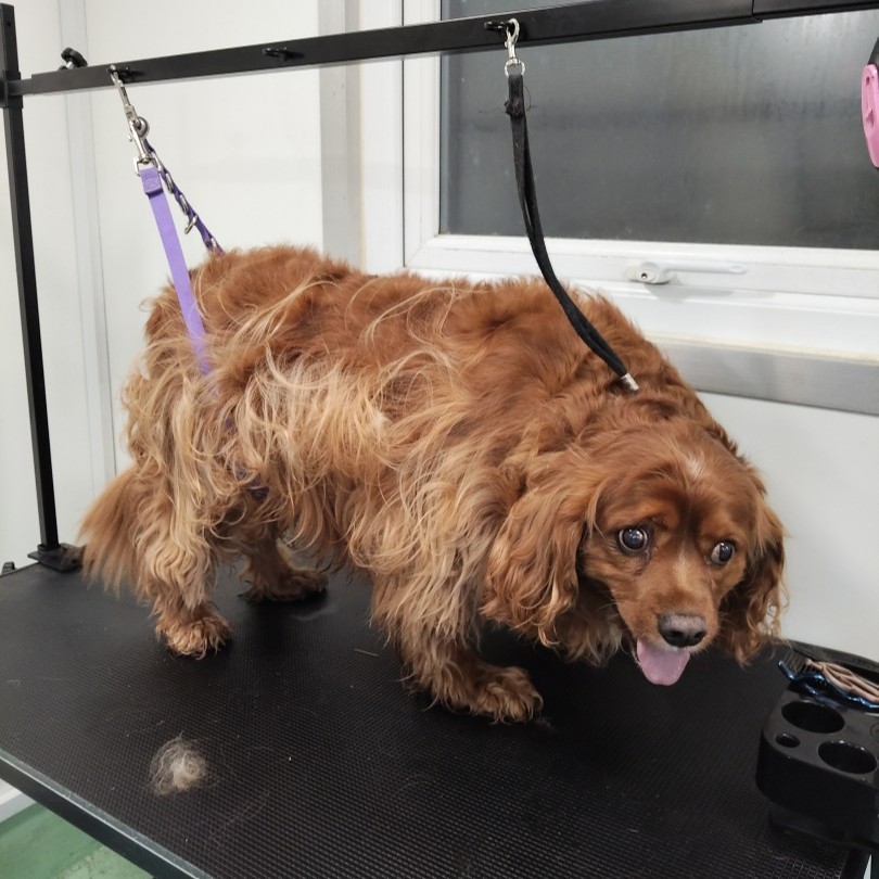 Dog before grooming - before