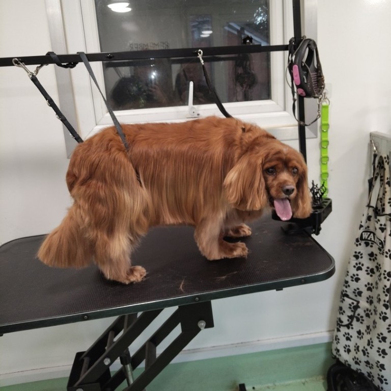 Dog after grooming