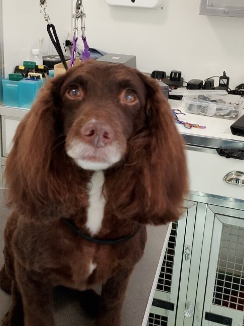 Dog after grooming