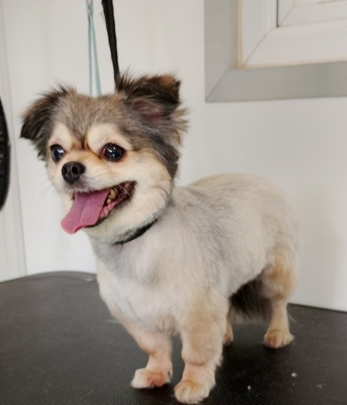 Dog after grooming