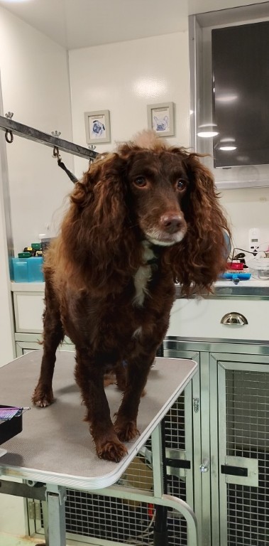 Dog before grooming