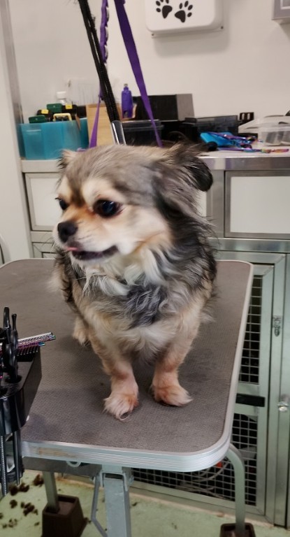Dog before grooming